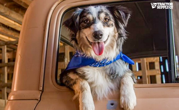 TractorSupply Provides Healthy Dog Food_cover