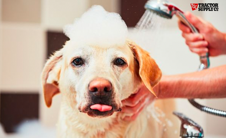 Tractor Supply-The Art of Canine Grooming_cover